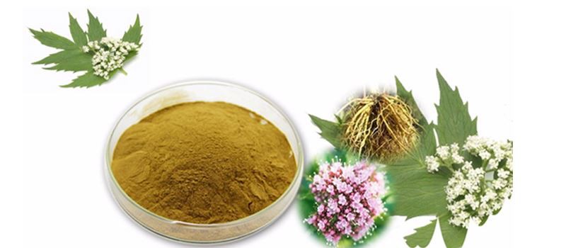 valerian root extract powder1