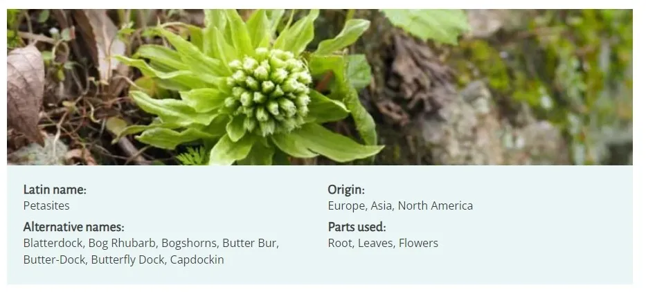 Butterbur Extract Butterbur Extract