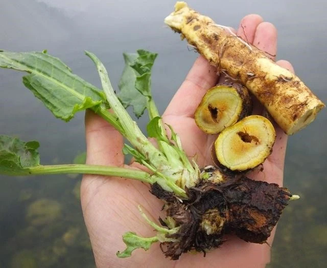 wild lettuce extract wild lettuce extract