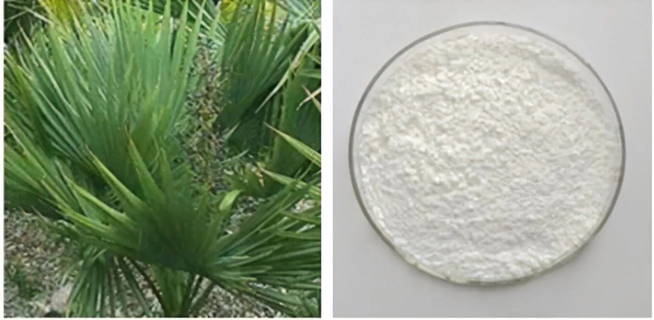 Serenoa Repens extract powder
