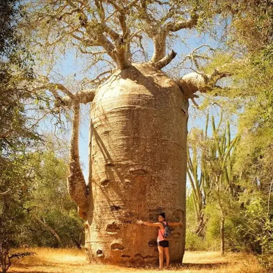 baobab tree
