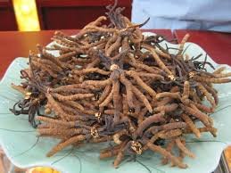 cordyceps militaris mushrooms